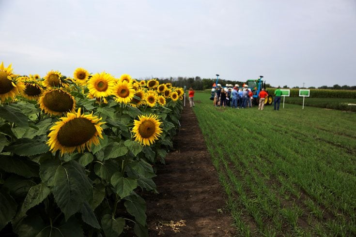 Sunflower Field
